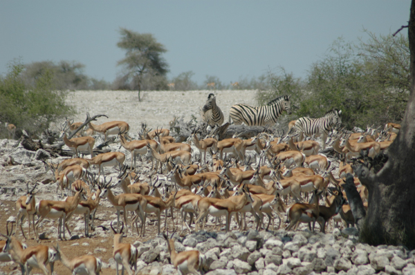 06 Etosha National Park-046