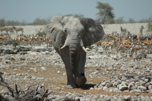 06 Etosha National Park-047