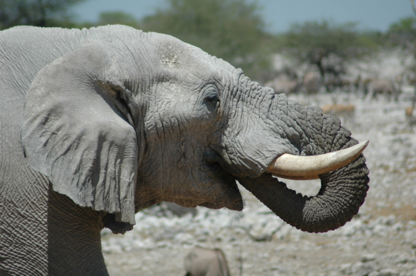 06 Etosha National Park-048