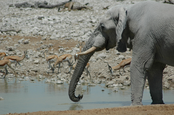 06 Etosha National Park-049