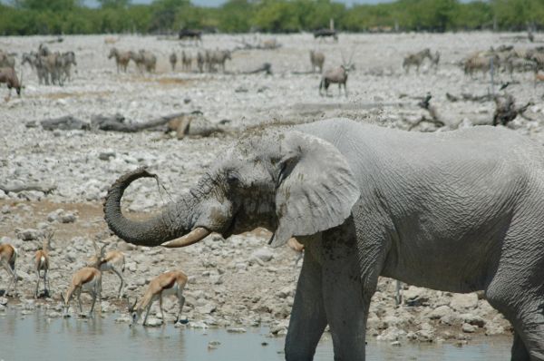06 Etosha National Park-050