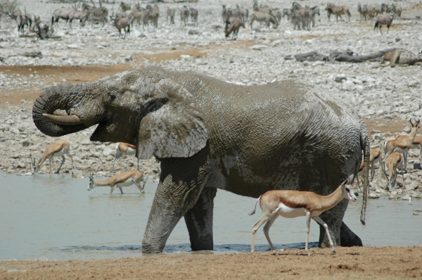 06 Etosha National Park-051