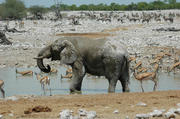 06 Etosha National Park-052