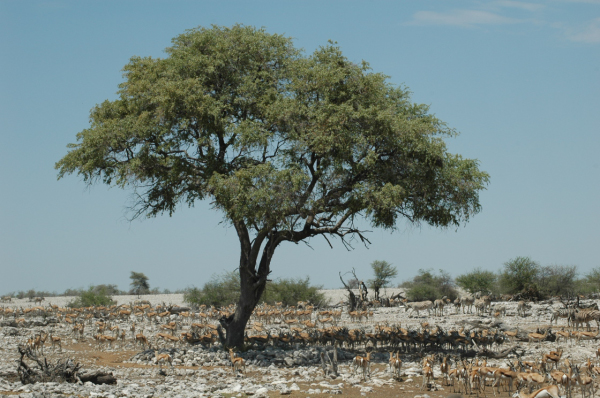 06 Etosha National Park-053