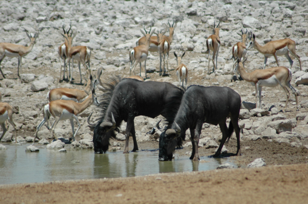 06 Etosha National Park-054