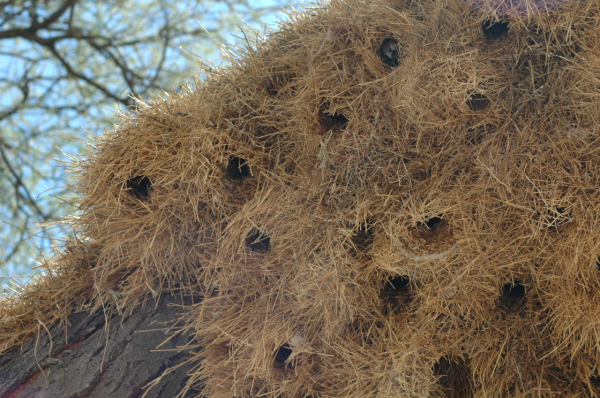 06 Etosha National Park-055