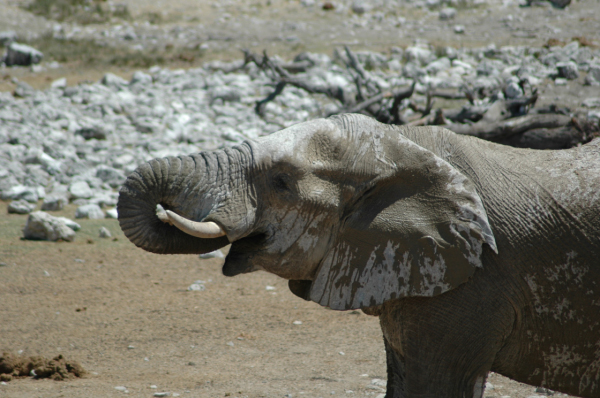 06 Etosha National Park-056