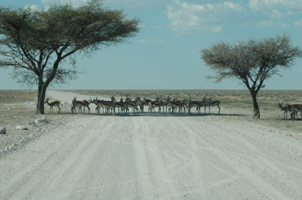 06 Etosha National Park-058