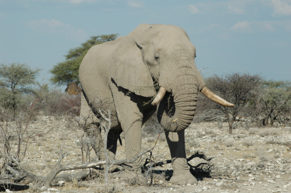 06 Etosha National Park-059