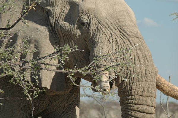 06 Etosha National Park-061