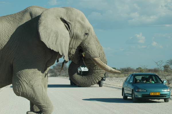 06 Etosha National Park-063