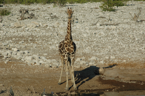 06 Etosha National Park-065