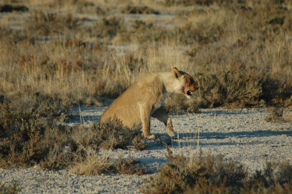 06 Etosha National Park-066