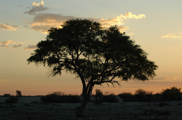 06 Etosha National Park-069