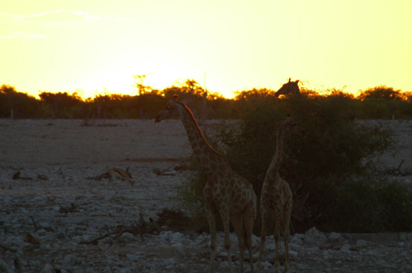06 Etosha National Park-072