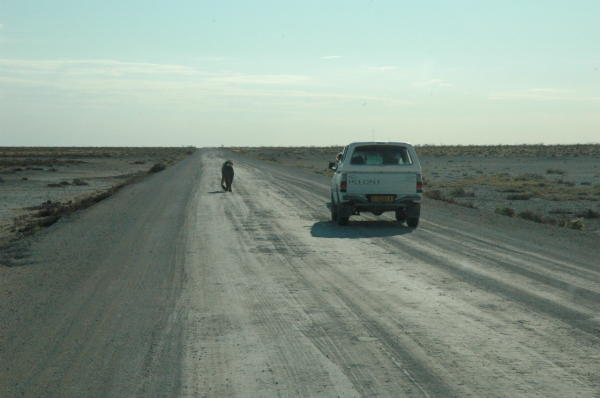 06 Etosha National Park-074
