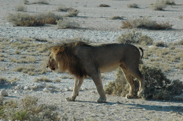 06 Etosha National Park-075