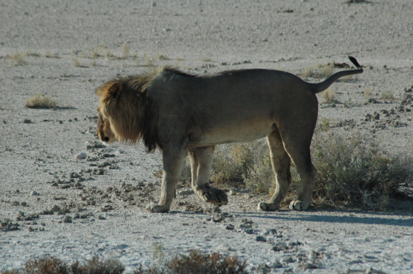 06 Etosha National Park-076