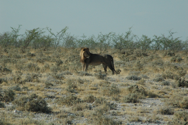 06 Etosha National Park-077
