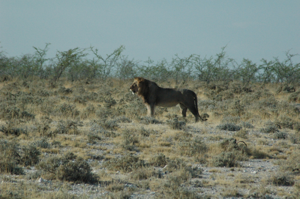 06 Etosha National Park-078