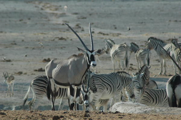 06 Etosha National Park-079