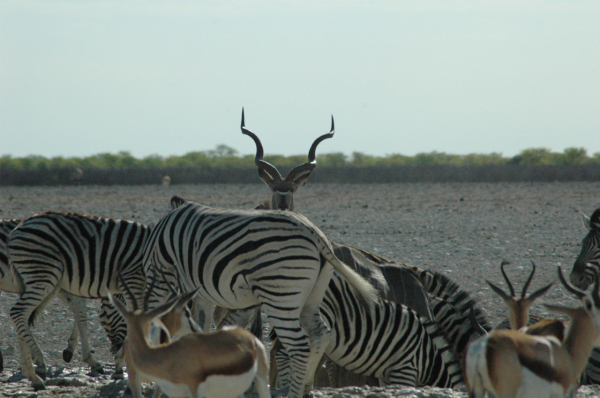 06 Etosha National Park-080