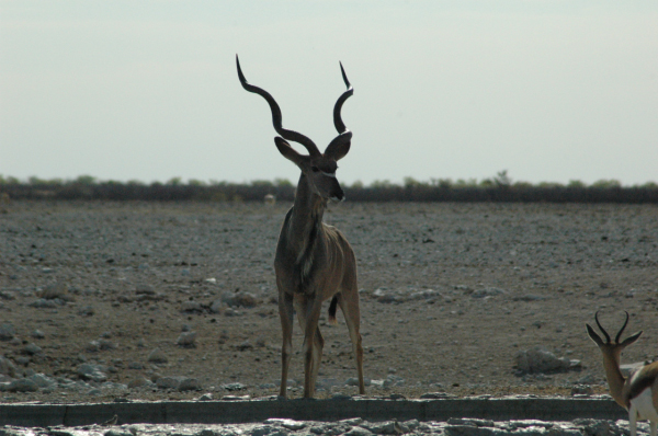 06 Etosha National Park-081