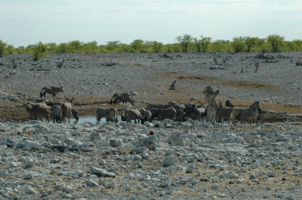 06 Etosha National Park-082