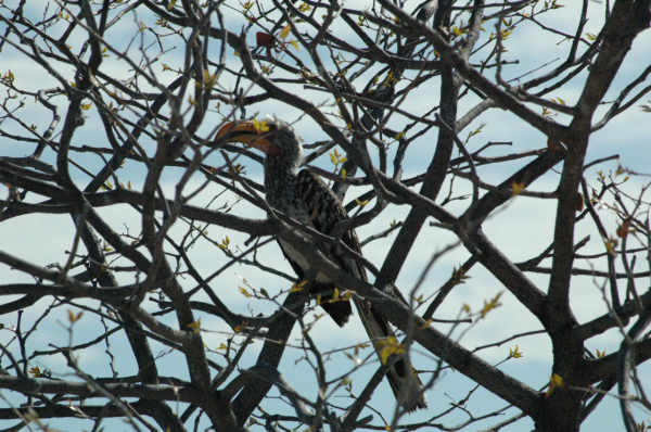 06 Etosha National Park-083