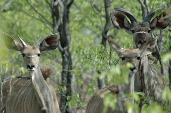 06 Etosha National Park-084