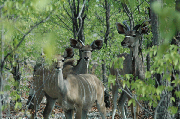 06 Etosha National Park-085