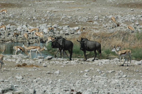 06 Etosha National Park-086
