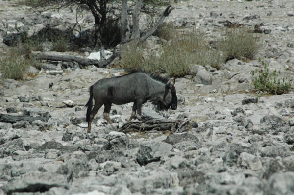 06 Etosha National Park-087