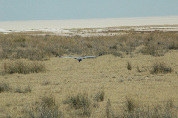 06 Etosha National Park-088