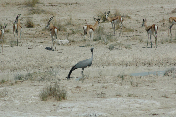 06 Etosha National Park-089