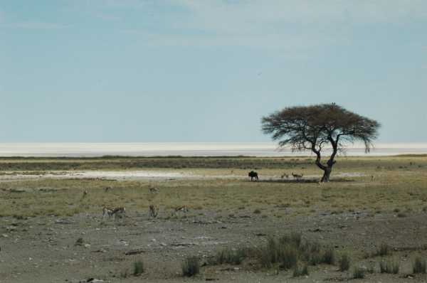 06 Etosha National Park-090