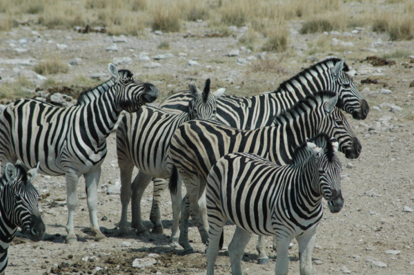 06 Etosha National Park-091