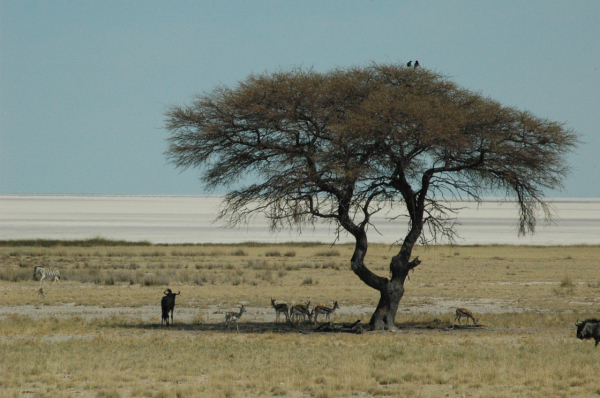06 Etosha National Park-092
