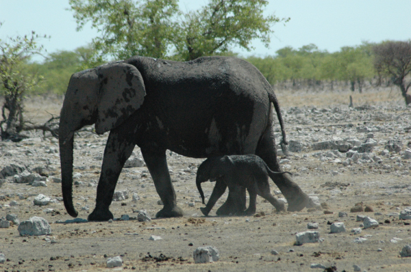 06 Etosha National Park-093