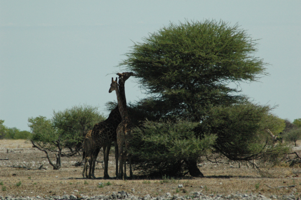 06 Etosha National Park-094