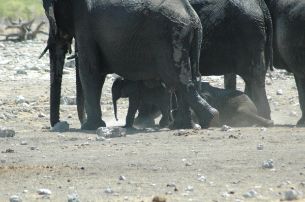 06 Etosha National Park-095