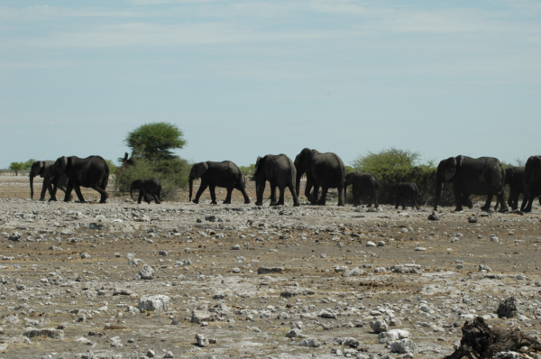 06 Etosha National Park-097