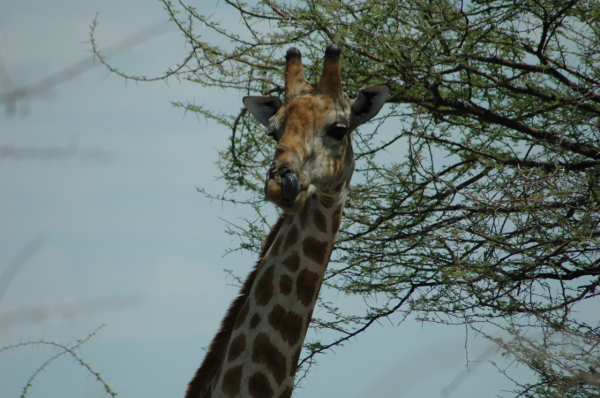 06 Etosha National Park-098