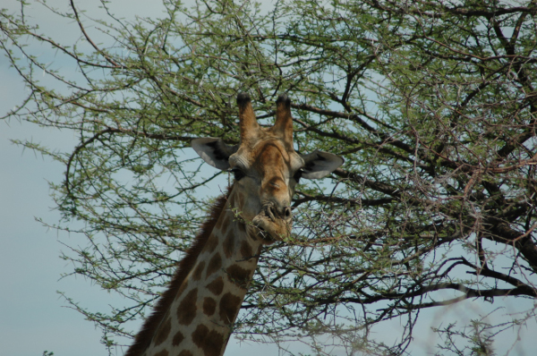 06 Etosha National Park-099