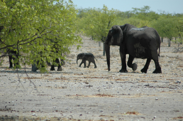 06 Etosha National Park-100