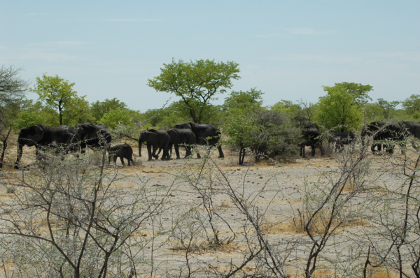 06 Etosha National Park-101