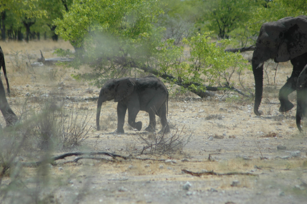 06 Etosha National Park-102