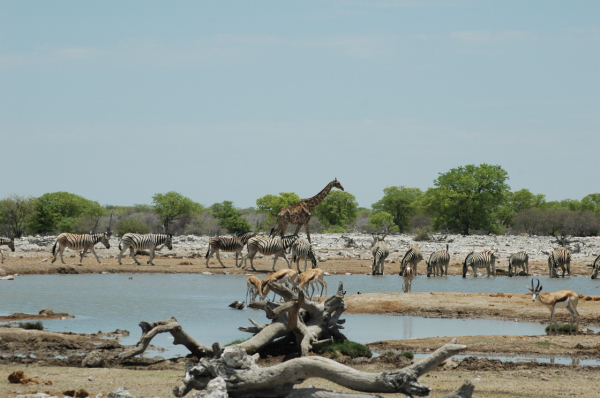 06 Etosha National Park-103