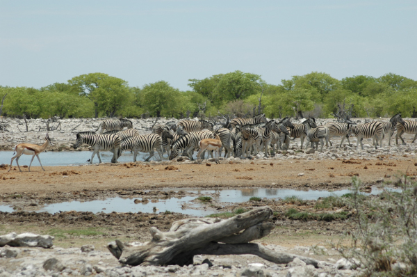 06 Etosha National Park-104