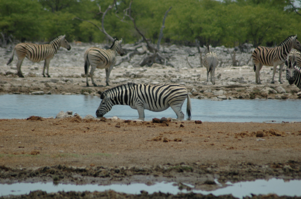 06 Etosha National Park-105